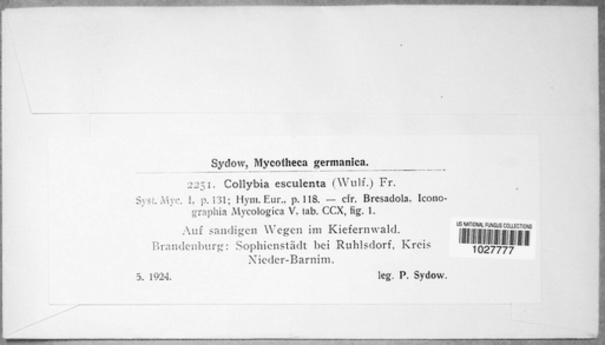 Strobilurus esculentus image